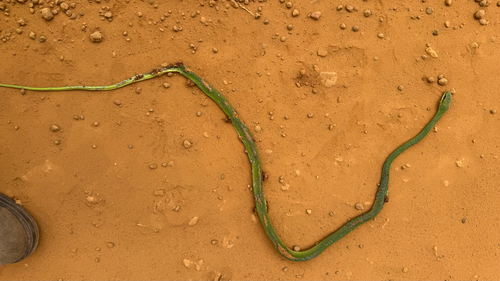 Emerald Snake