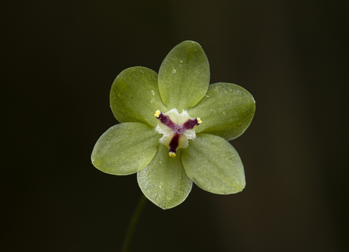 Dioscorea subhastata