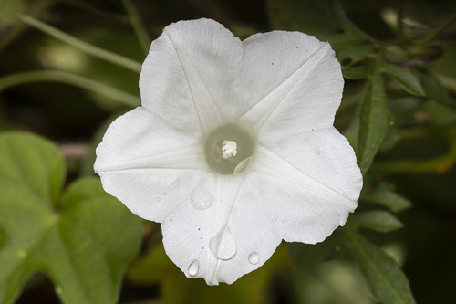 Japanese morning glory