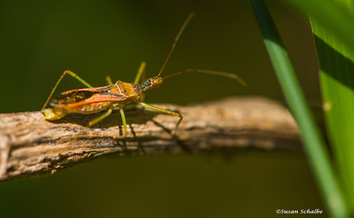 iNaturalist observation photo of Leafhopper Assassin Bug