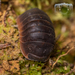 Spheric Pill Woodlice - Photo (c) Danilo Hegg, all rights reserved, uploaded by Danilo Hegg