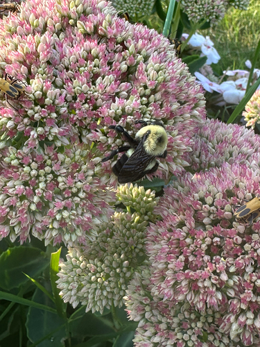 Brown-belted Bumble Bee