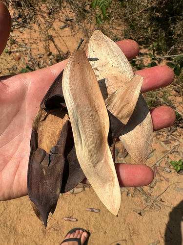 San Francisco Negro (Tachigali chrysophylla)