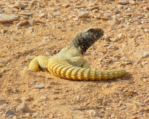 Egyptian Spiny–tailed Lizard