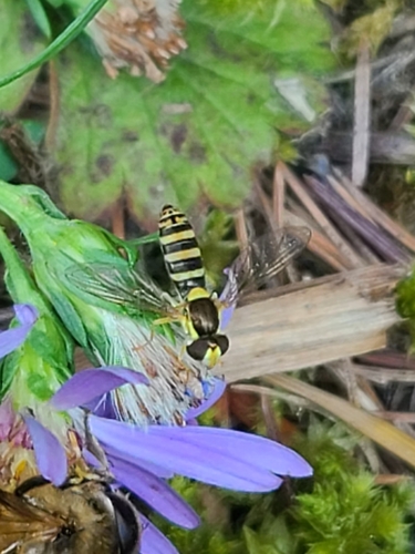 Unknown species found near West Glacier, MT 59936, USA