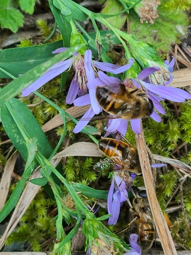 Unknown species found near West Glacier, MT 59936, USA