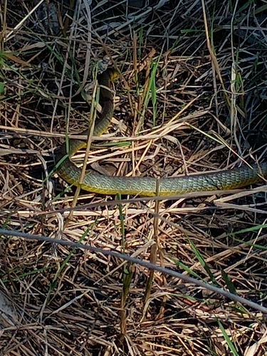 Common Tree Snake sighting