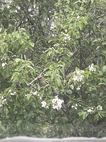 Cedar Waxwing