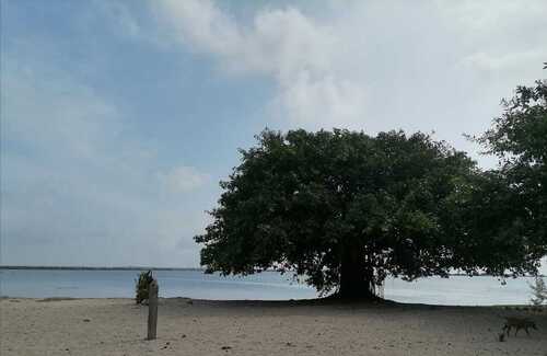 Indian banyan