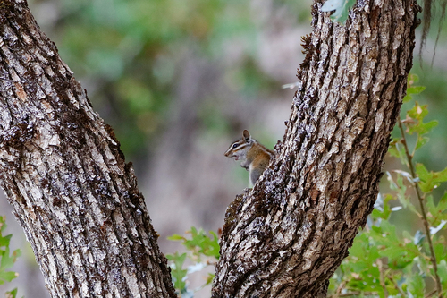 Shadow Chipmunk observed by sambomorris