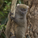Lemur Cariancho - Photo (c) ivanparr, todos los derechos reservados, subido por ivanparr