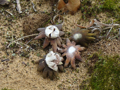 Hygroscopic Earthstar