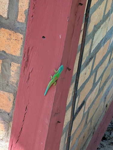 Phelsuma lineata lineata