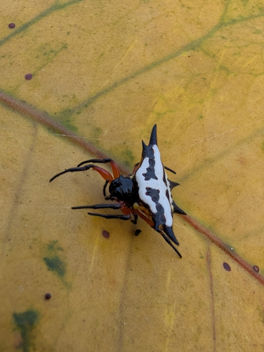 Gasteracantha rhomboidea