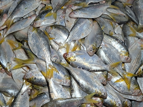 Chacunda Gizzard Shad