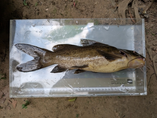 Ancharius fuscus
