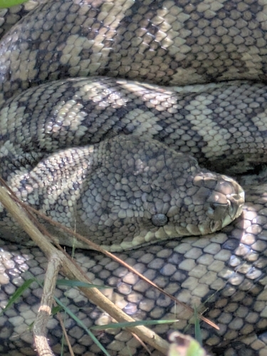Coastal Carpet Python sighting
