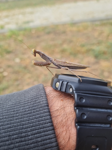 Transcaucasian Giant Mantis