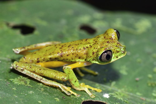 Lemur Leaf Frog