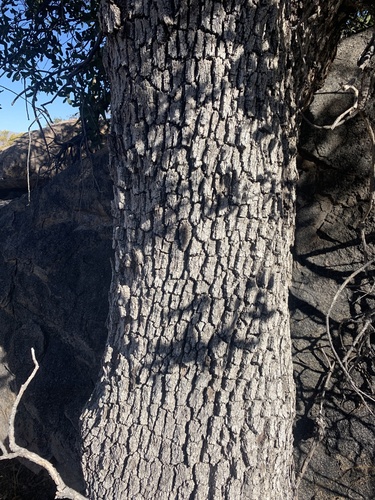 Arizona white oak