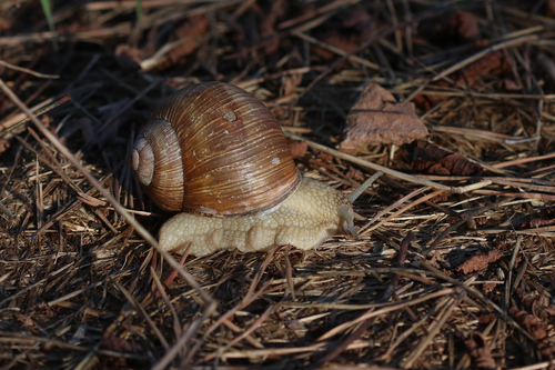 Helix pomatia
