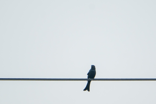 Black Drongo