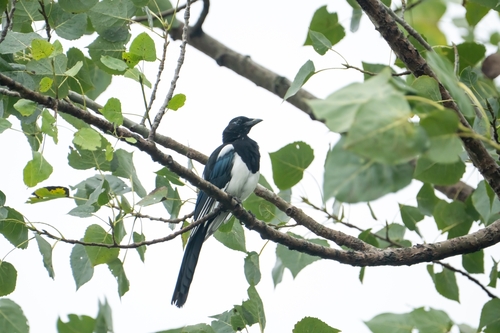 Oriental Magpie