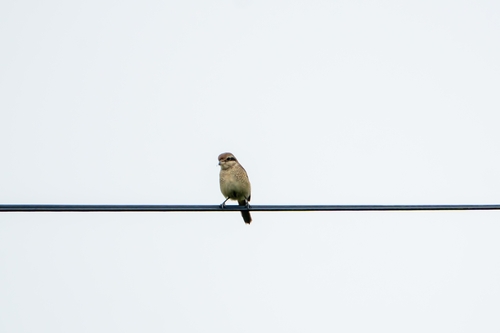 Brown Shrike