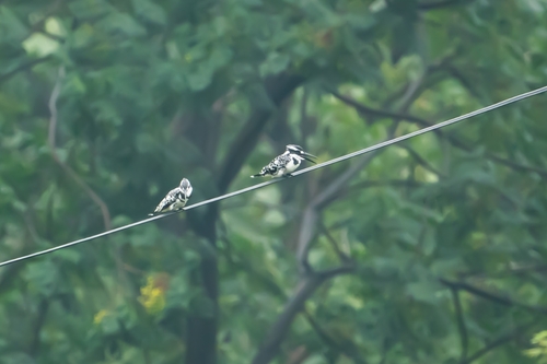 Pied Kingfisher
