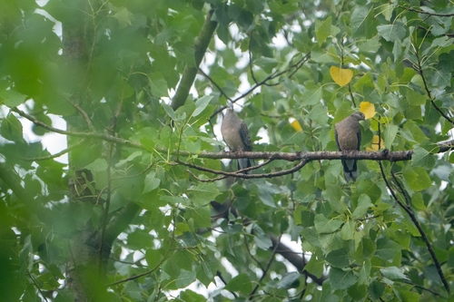 Oriental Turtle-Dove