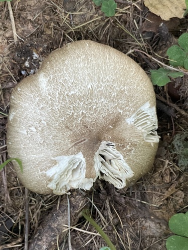Наблюдение на iNaturalist