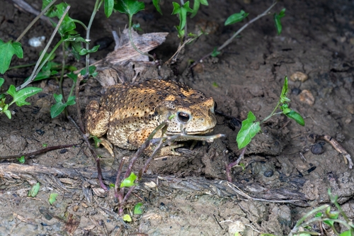 Asiatic Toad