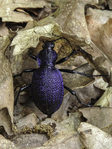 Carabus scabrosus Olivier, 1790
