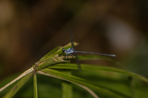 Cuban Flatwing
