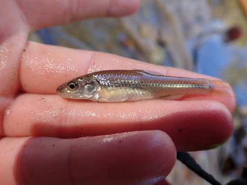 Bigmouth Shiner