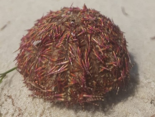 Two-toned Salmacis Urchin