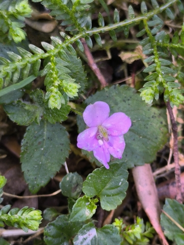 Transvaal balsam