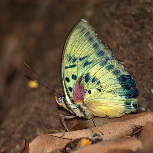 Modest Themis Forester