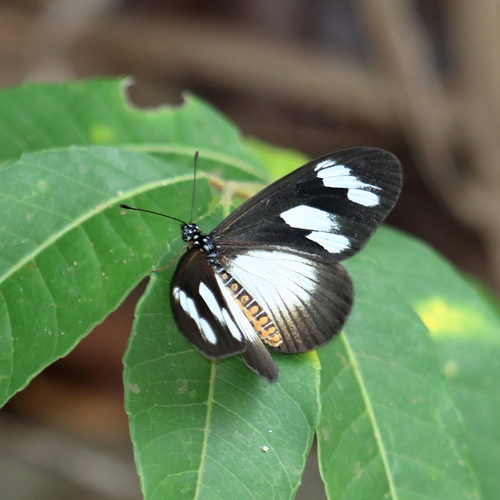 Lycoa Acraea