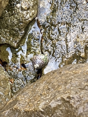 Phorcus turbinatus
