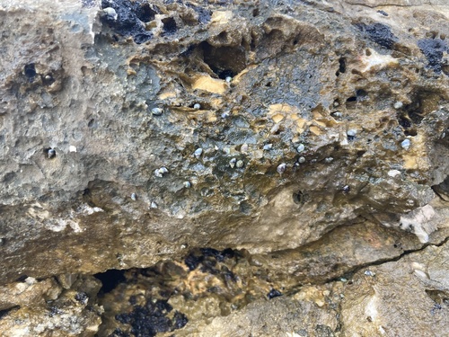 Melarhaphe neritoides