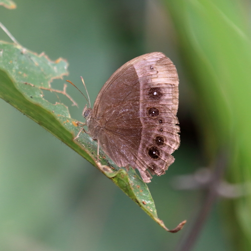 Common Bush Brown