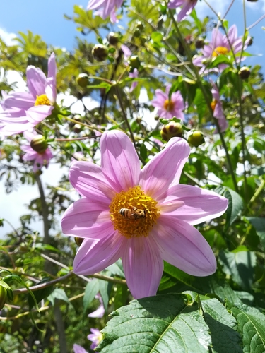 Tree Dahlia