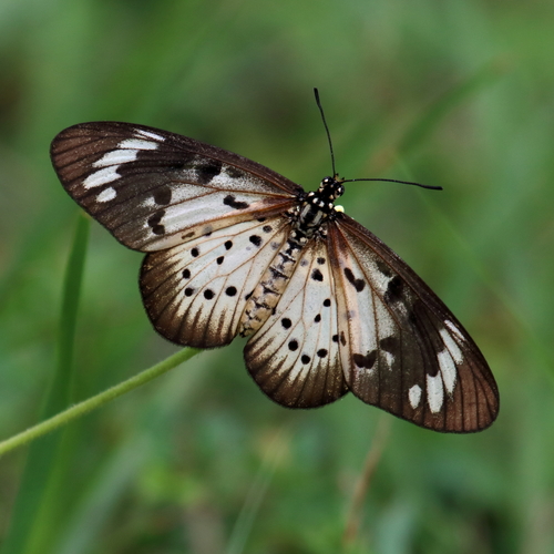Whitebar Acraea