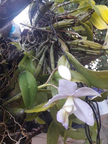 Cattleya nobilior amaliae
