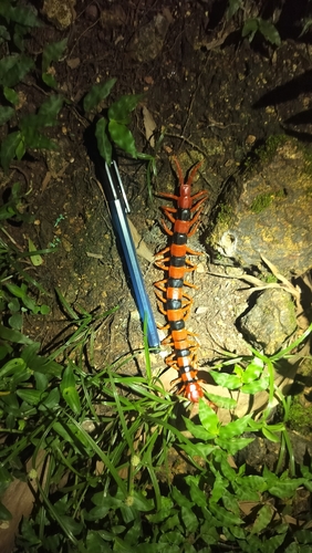 Indian Tiger Centipede