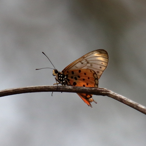 Westwood's Acraea