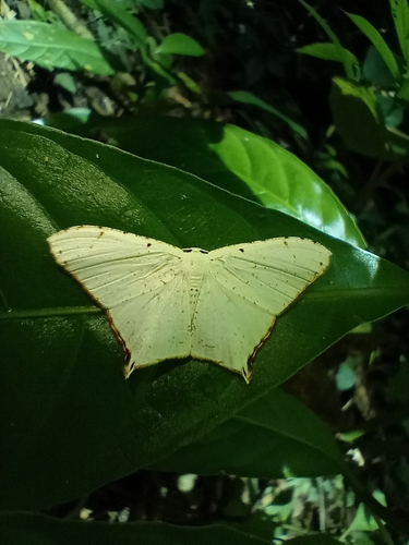 Nedusia fimbriata