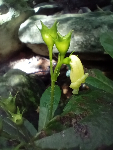 Gesneria humilis