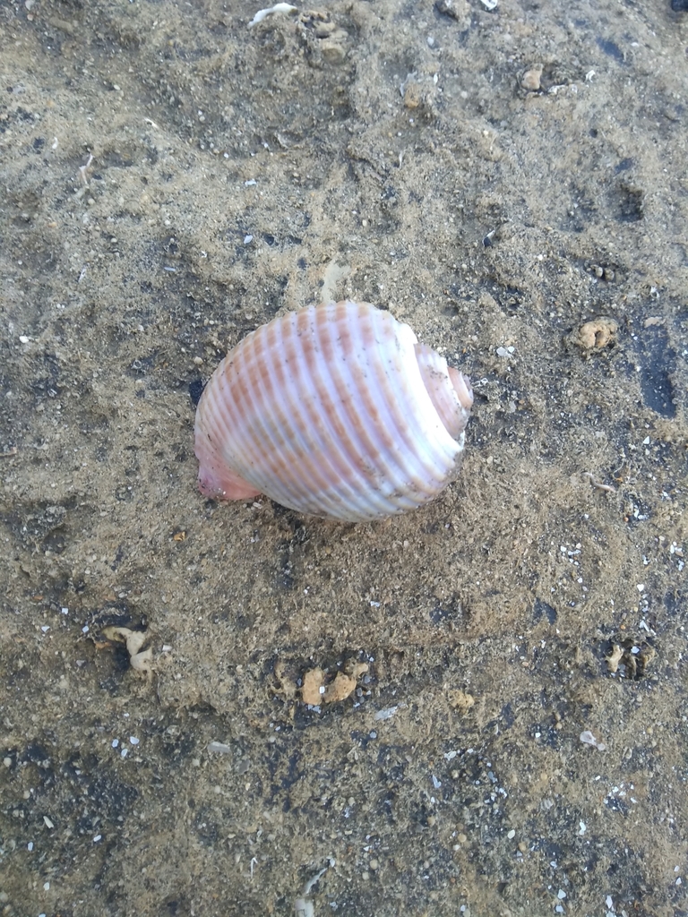 Giant Tun Snail from Cazones de Herrera, MX-VE, MX on November 17, 2019 ...